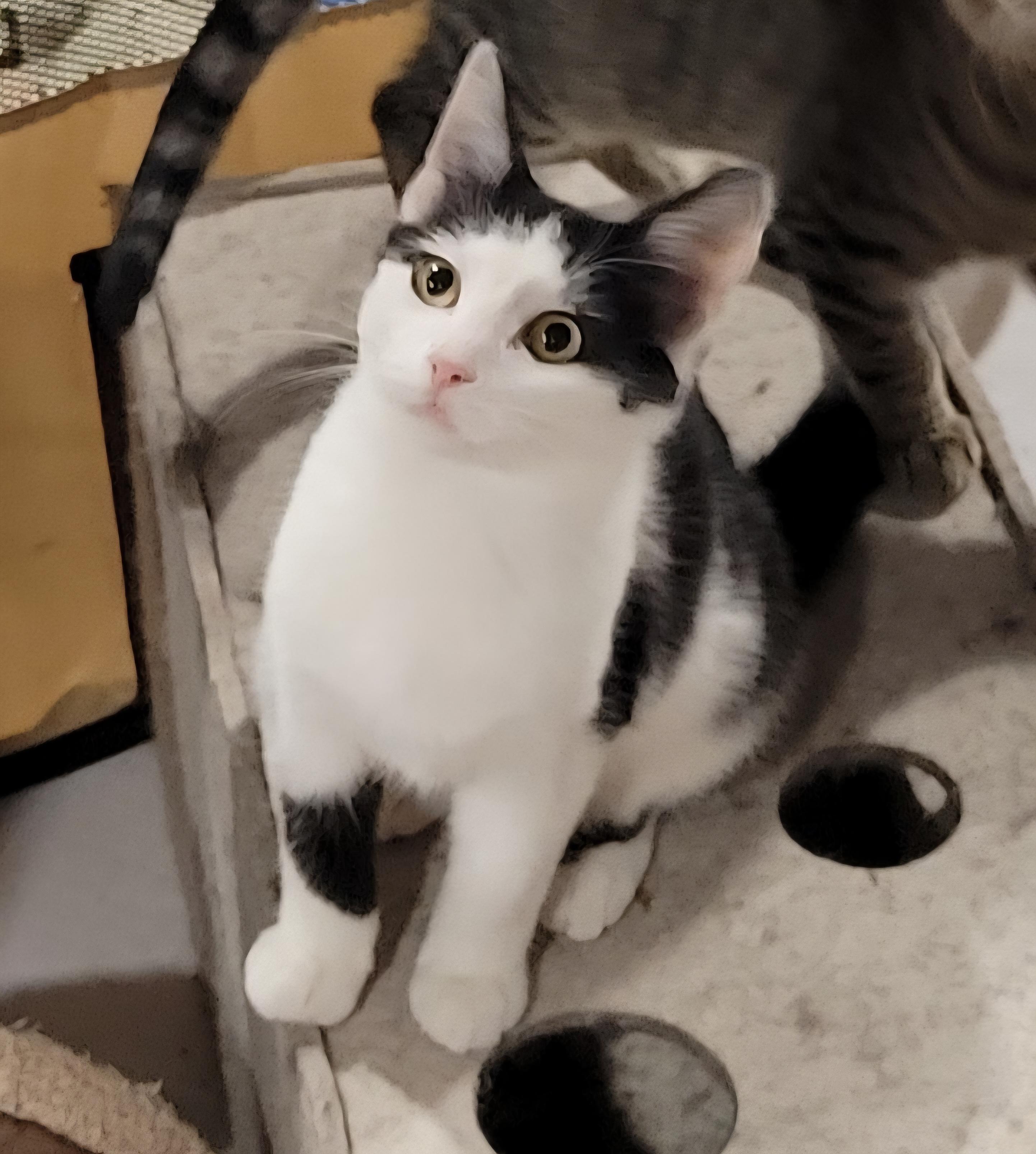 Enlarge Rose, a Adoptable mixed breed in Lake Orion, MI image 5/6