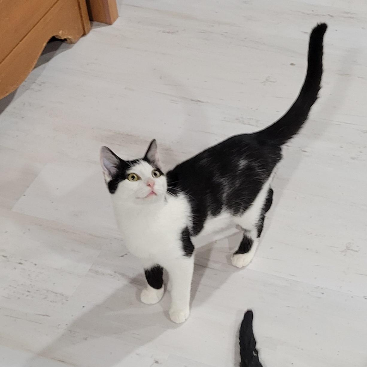 Enlarge Rose, a Adoptable mixed breed in Lake Orion, MI image 6/6