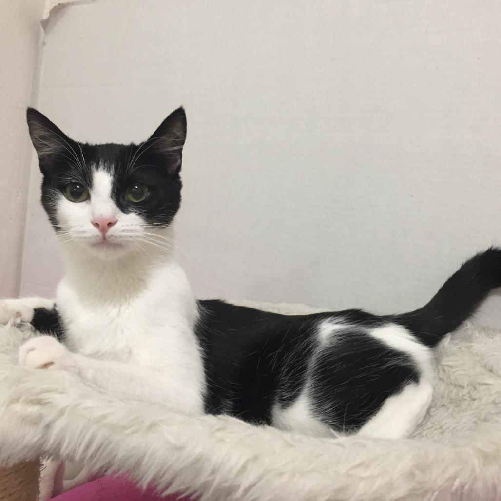 Nala — thumbnail 3