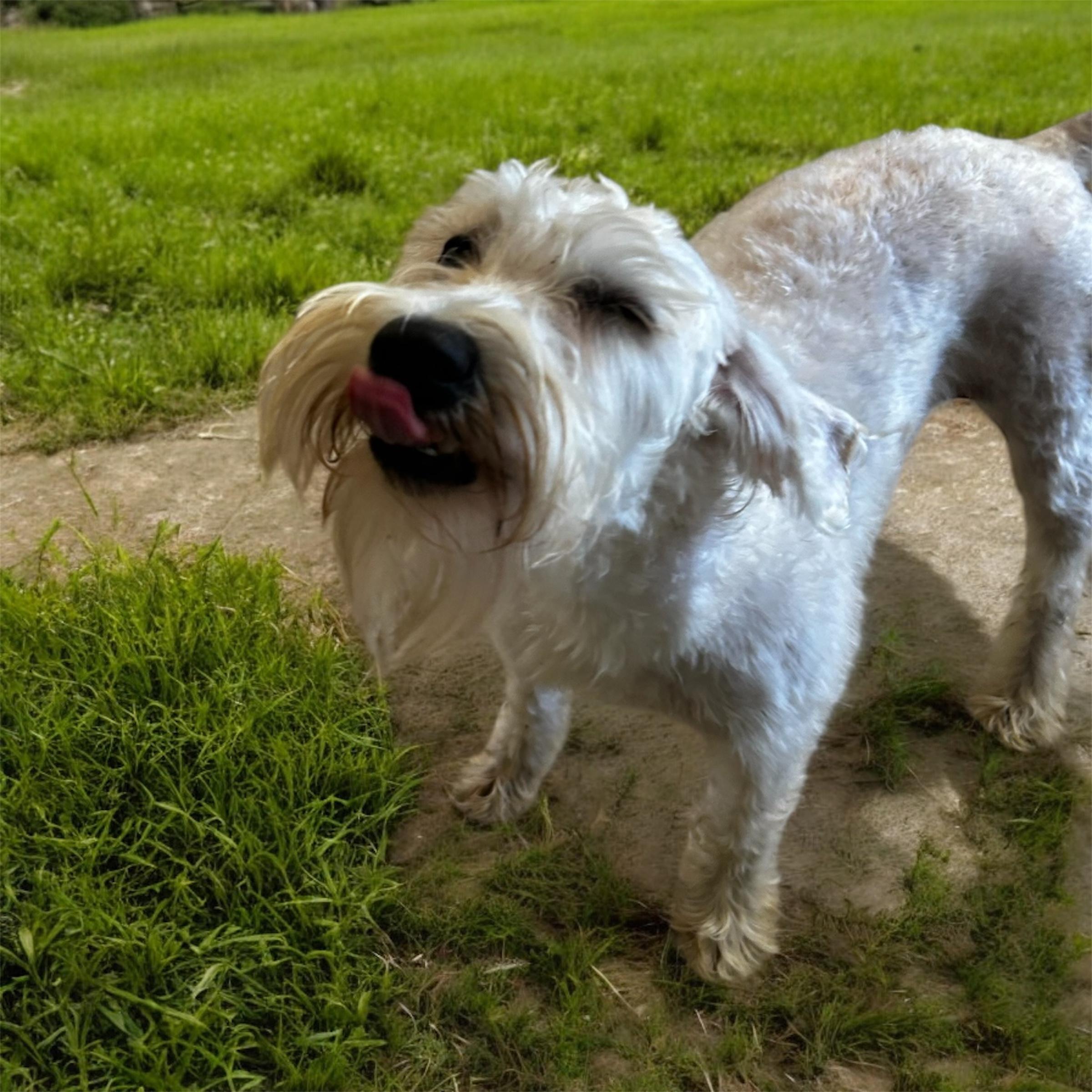 Willow