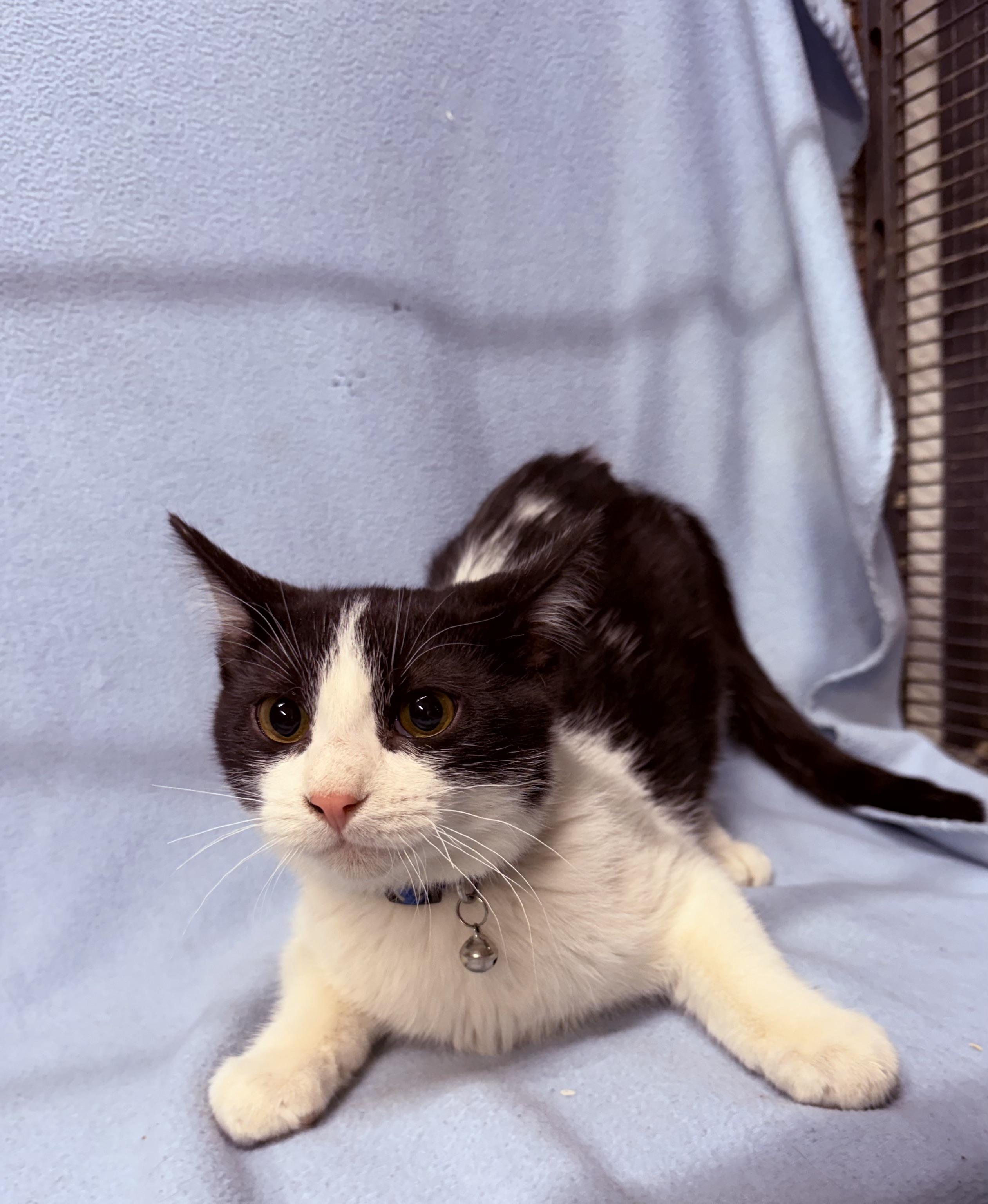 Enlarge Harper, a ADOPTABLE Domestic Short Hair in Independence, IA image 2/2