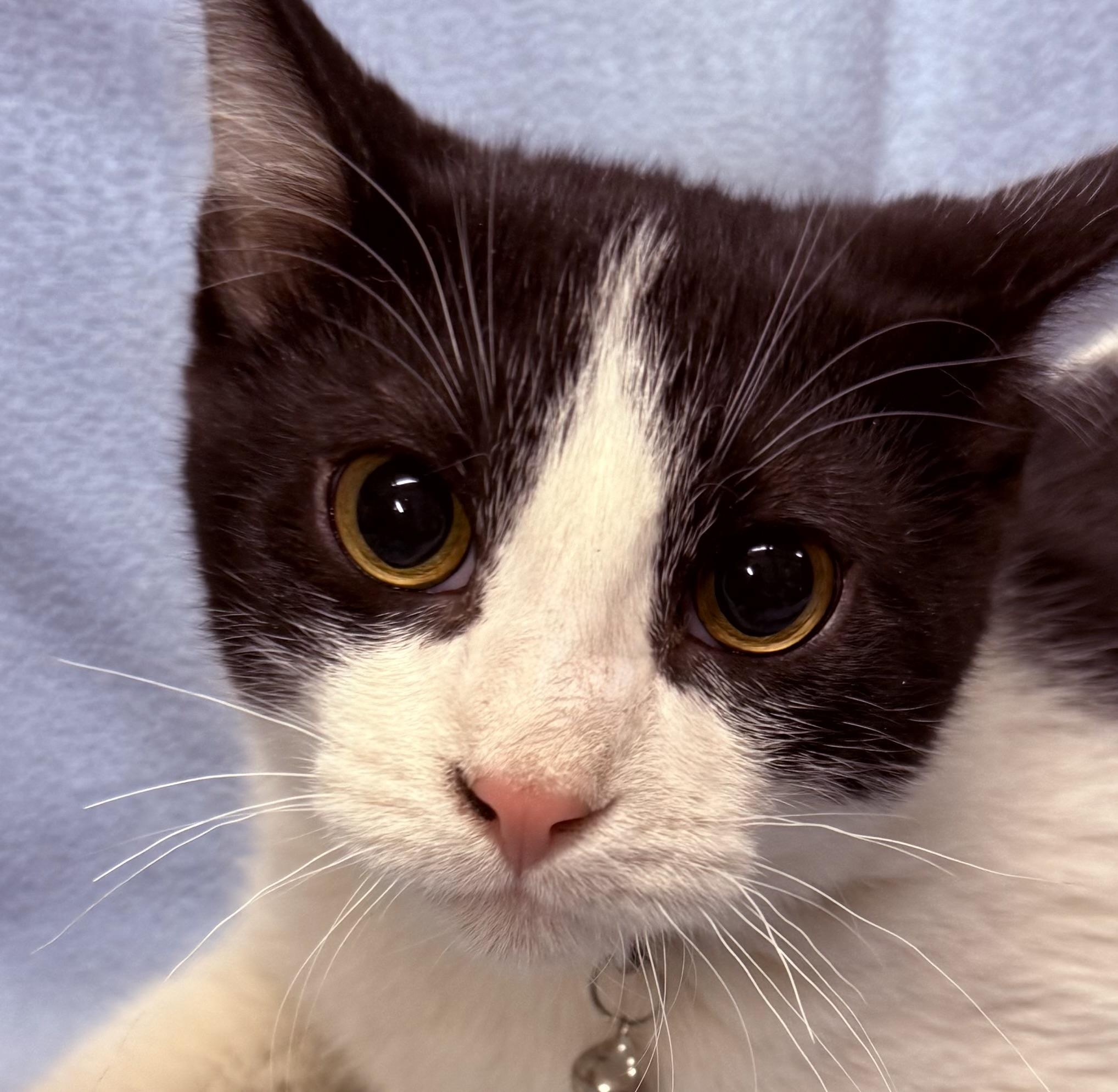 Enlarge Harper, a ADOPTABLE Domestic Short Hair in Independence, IA image 1/2