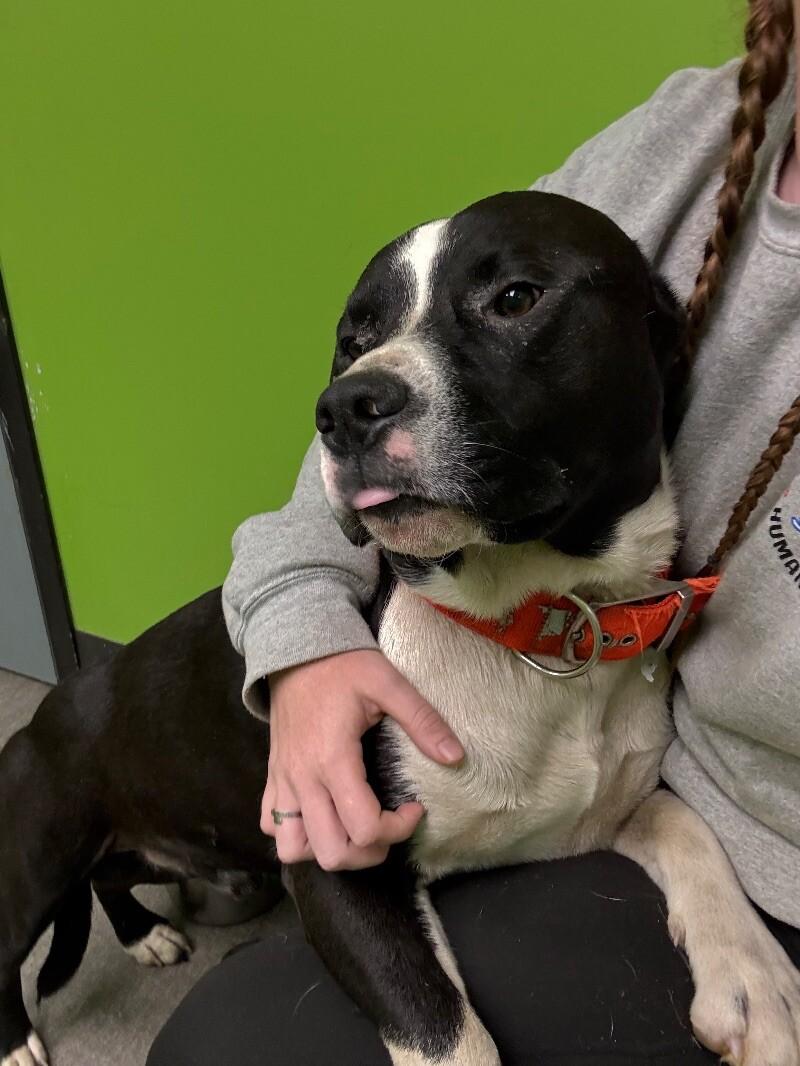 Enlarge Titan, a Adoptable Mixed Breed in Osseo, MI image 1/5