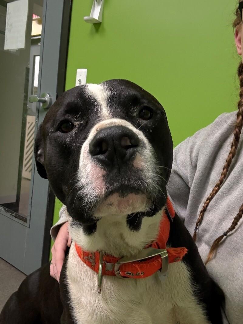 Enlarge Titan, a Adoptable Mixed Breed in Osseo, MI image 4/5