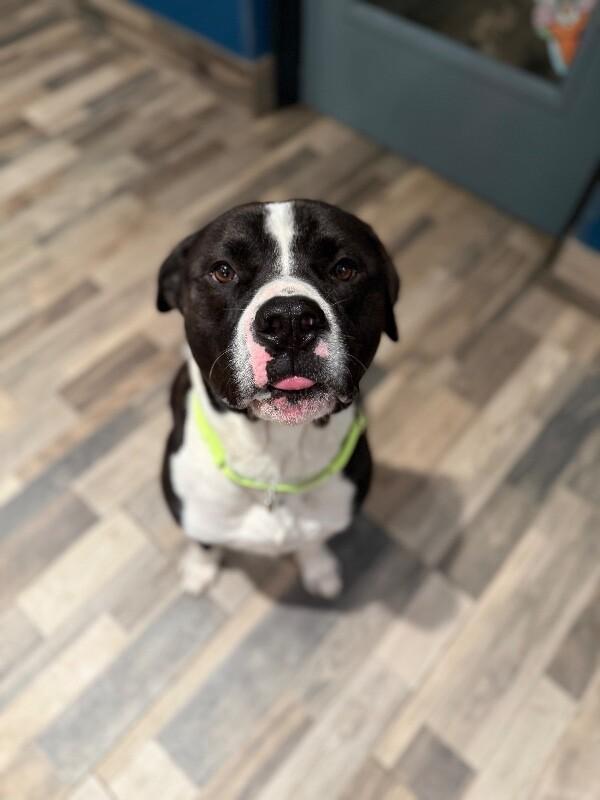 Enlarge Titan, a Adoptable Mixed Breed in Osseo, MI image 4/6