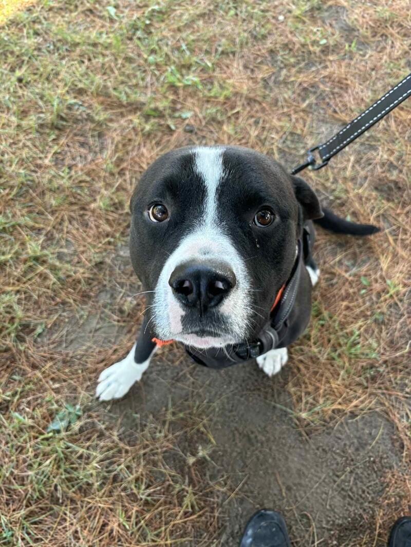 Enlarge Titan, a Adoptable Mixed Breed in Osseo, MI image 5/5