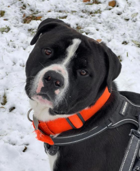 Enlarge Titan, a Adoptable Mixed Breed in Osseo, MI image 6/6