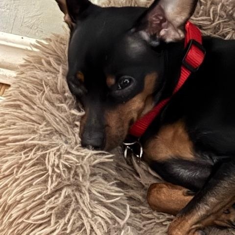 Max, an adoptable Miniature Pinscher in Perth, ON, K7H 3C3 | Photo Image 3