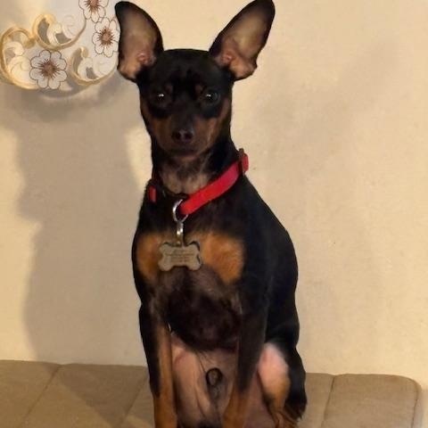 Max, an adoptable Miniature Pinscher in Perth, ON, K7H 3C3 | Photo Image 2