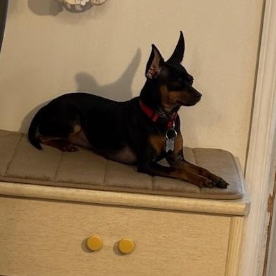 Max, an adoptable Miniature Pinscher in Perth, ON, K7H 3C3 | Photo Image 1