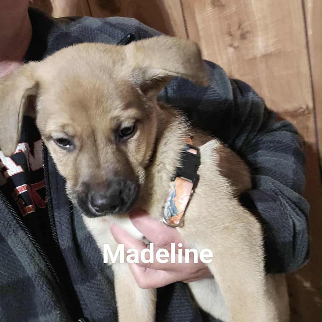 Enlarge Madeline, a Adoptable Mixed Breed in Tomah, WI image 1/1