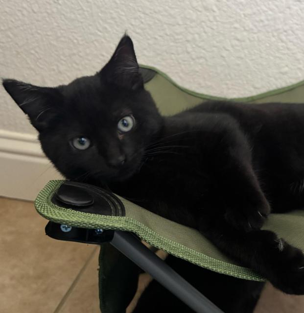 Harvey, adopted, Kitten Male Domestic Short Hair.