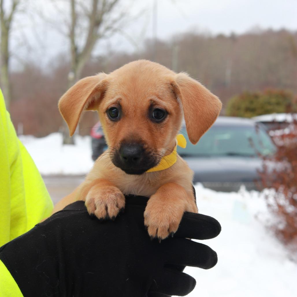 Enlarge CT Tabi avail Mar 7, a Adoptable mixed breed in Eastford, CT image 1/2