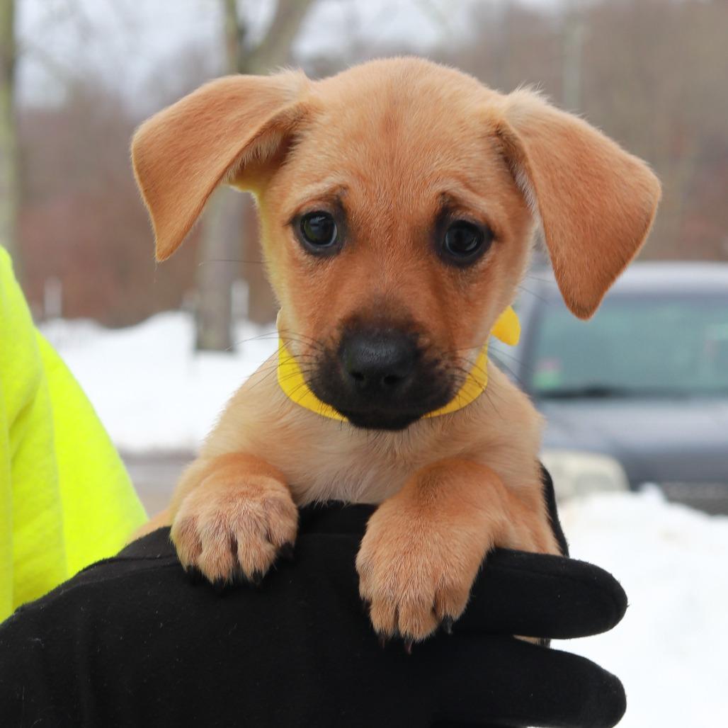 Enlarge CT Tabi avail Mar 7, a Adoptable mixed breed in Eastford, CT image 2/2