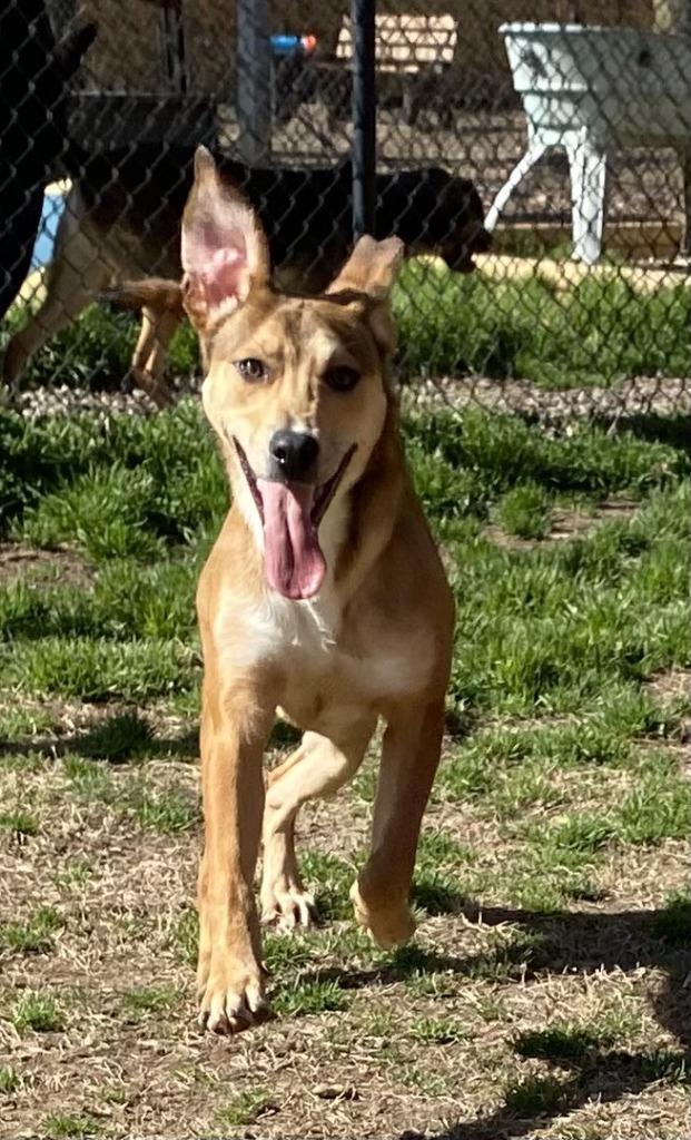 Enlarge Griffin, a Adoptable Labrador Retriever in Little Rock, AR image 1/3