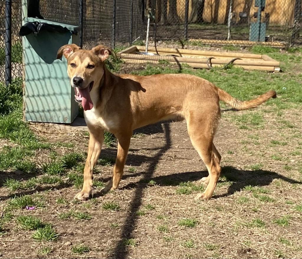 Enlarge Griffin, a Adoptable Labrador Retriever in Little Rock, AR image 2/3