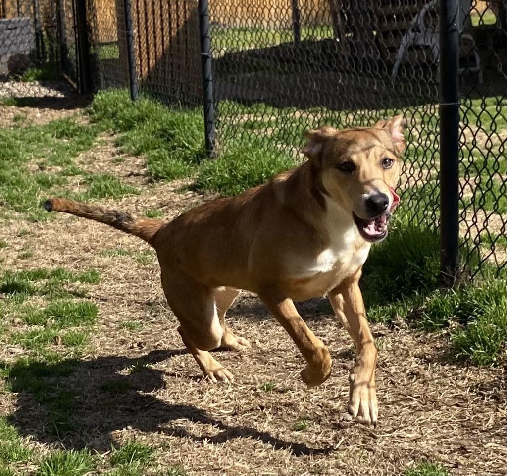 Enlarge Griffin, a Adoptable Labrador Retriever in Little Rock, AR image 3/3