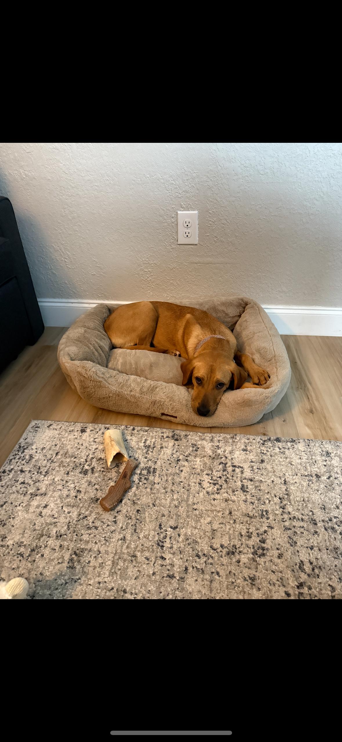 Enlarge Hattie, a ADOPTABLE mixed breed in tampa, FL image 4/4