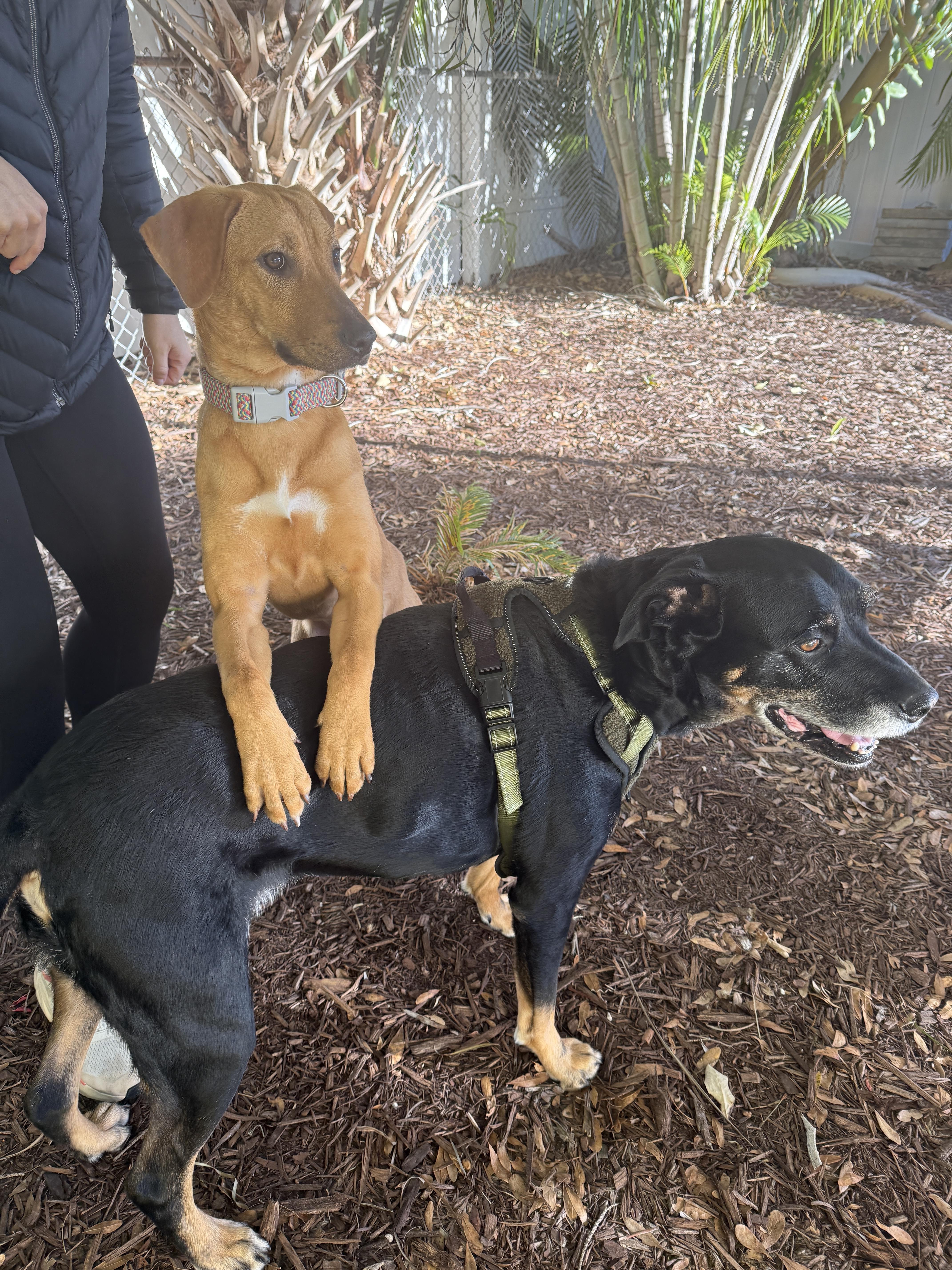 Enlarge Hattie, a ADOPTABLE mixed breed in tampa, FL image 3/4