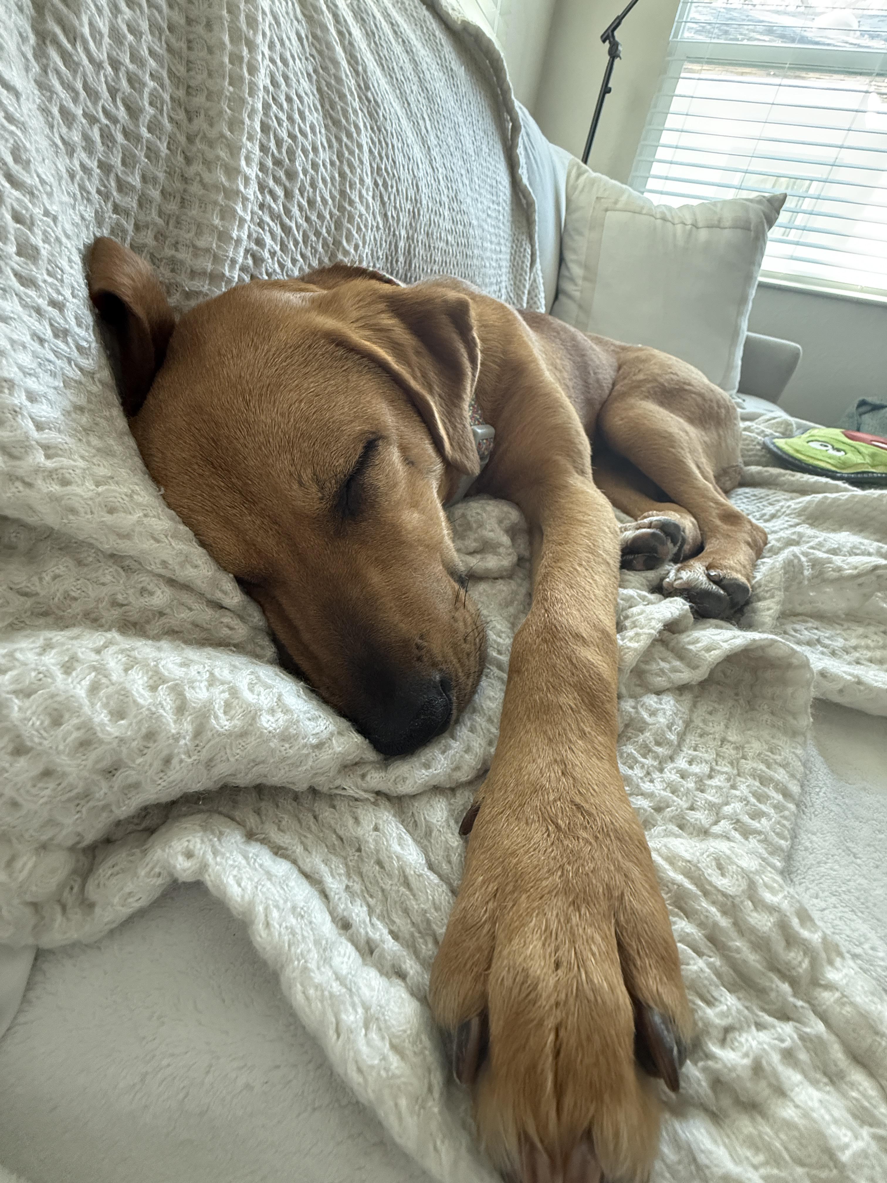 Enlarge Hattie, a ADOPTABLE mixed breed in tampa, FL image 1/4