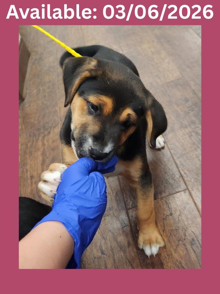 Enlarge Dog Kennel #8, a Adoptable mixed breed in Greenville, TX image 1/1