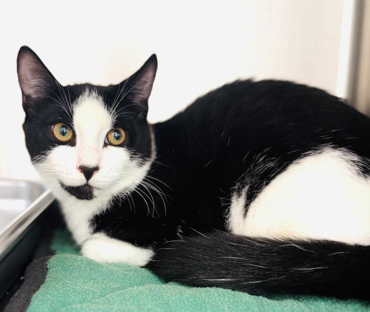 Roco, adoptable, Young Male Domestic Short Hair.