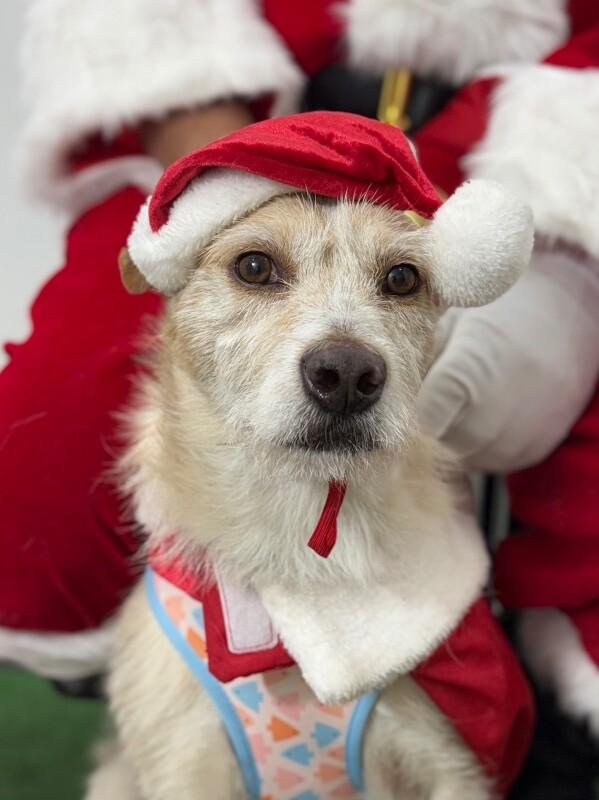 Enlarge Memo, a Adoptable mixed breed in Las Vegas, NV image 1/1