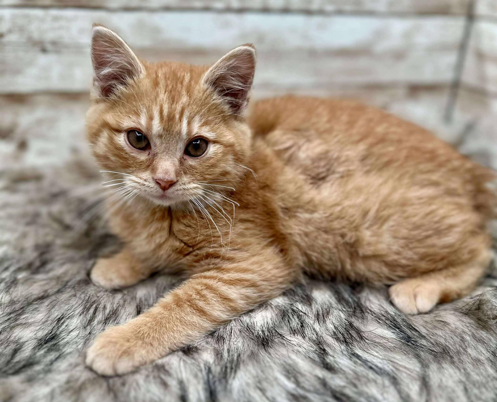 Spot, Adoptable, Kitten Male Domestic Short Hair.