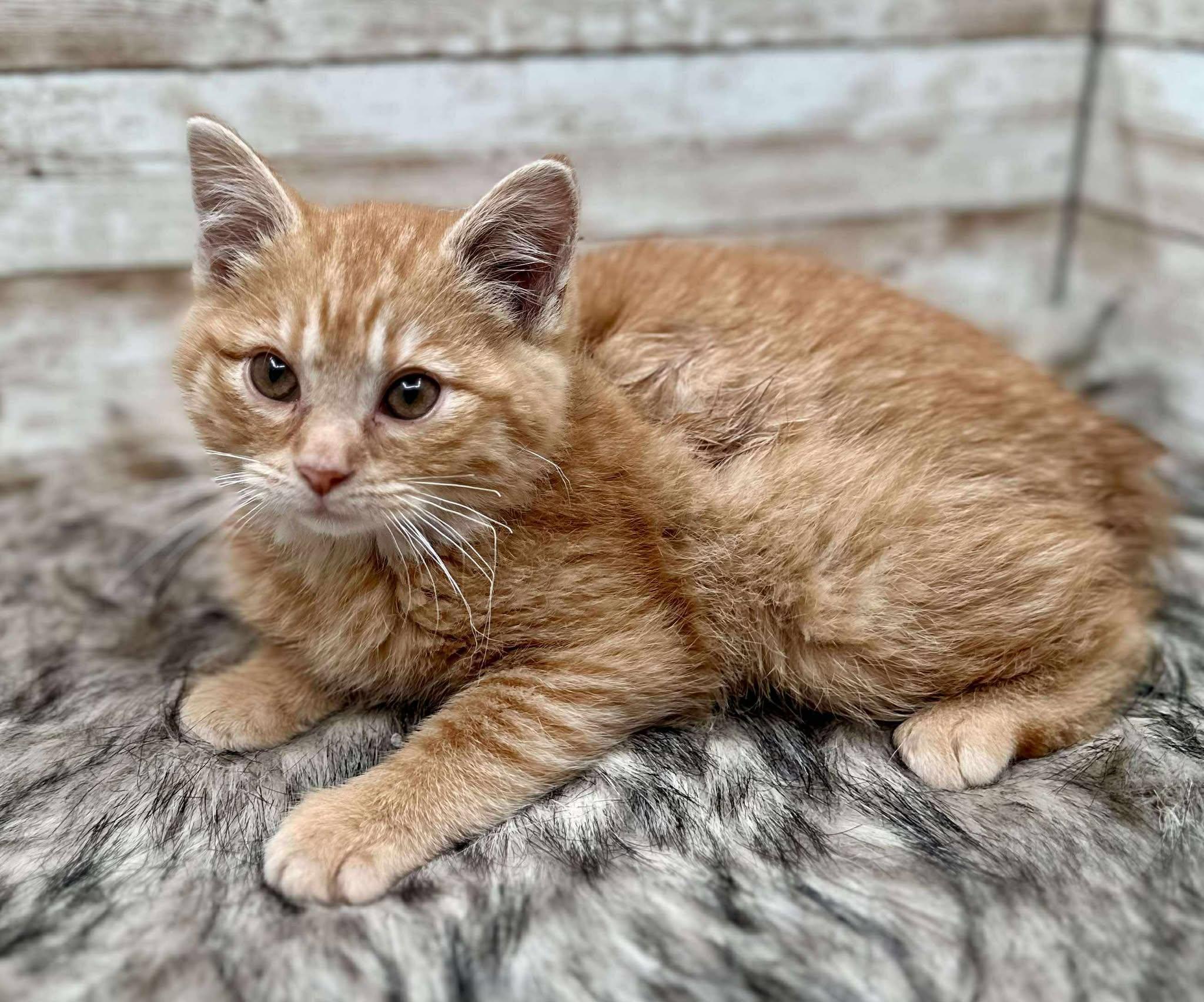 Spot, an adopted Domestic Short Hair in Lexington, KY image 2/4