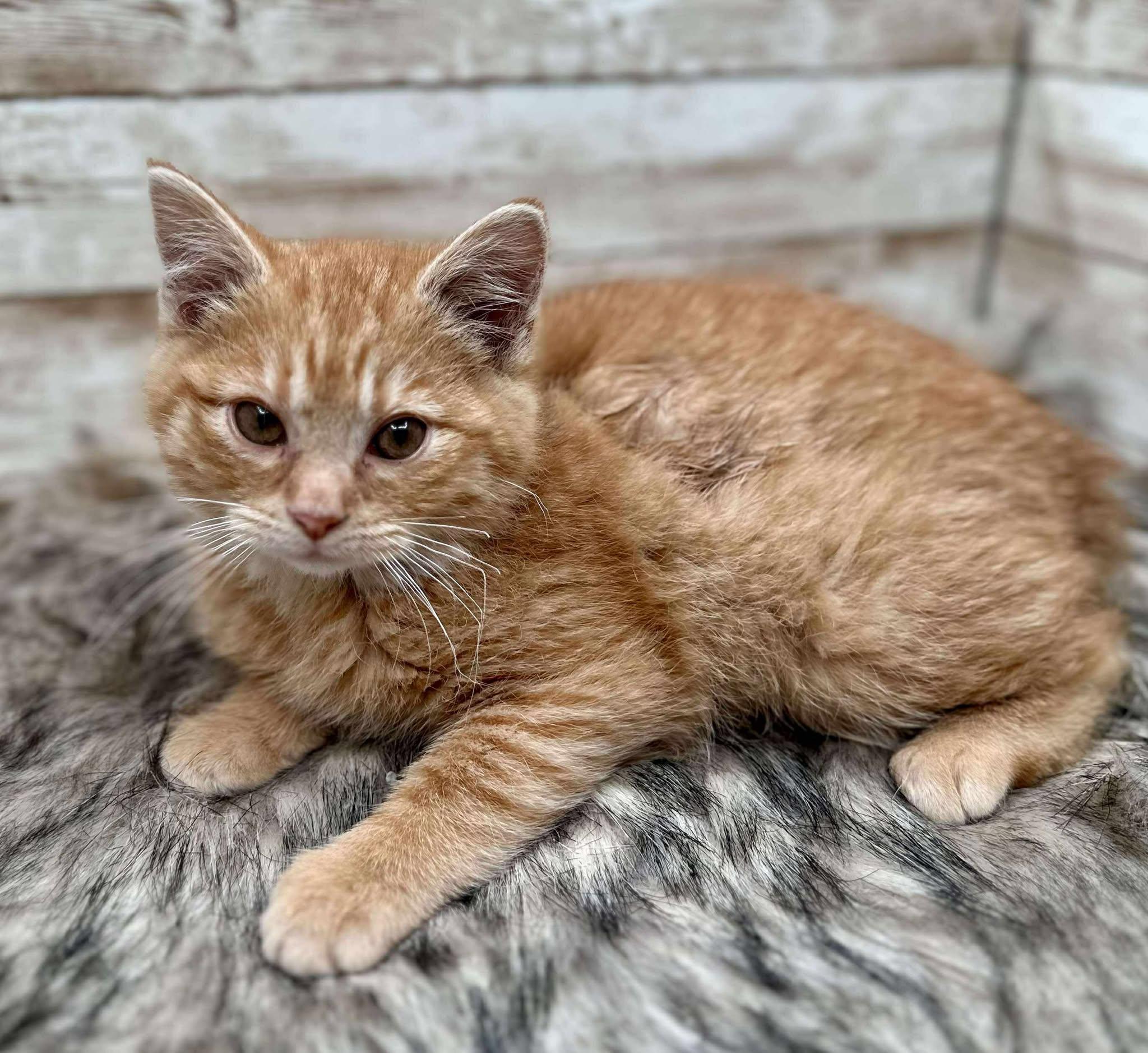 Spot, an adopted Domestic Short Hair in Lexington, KY image 3/4