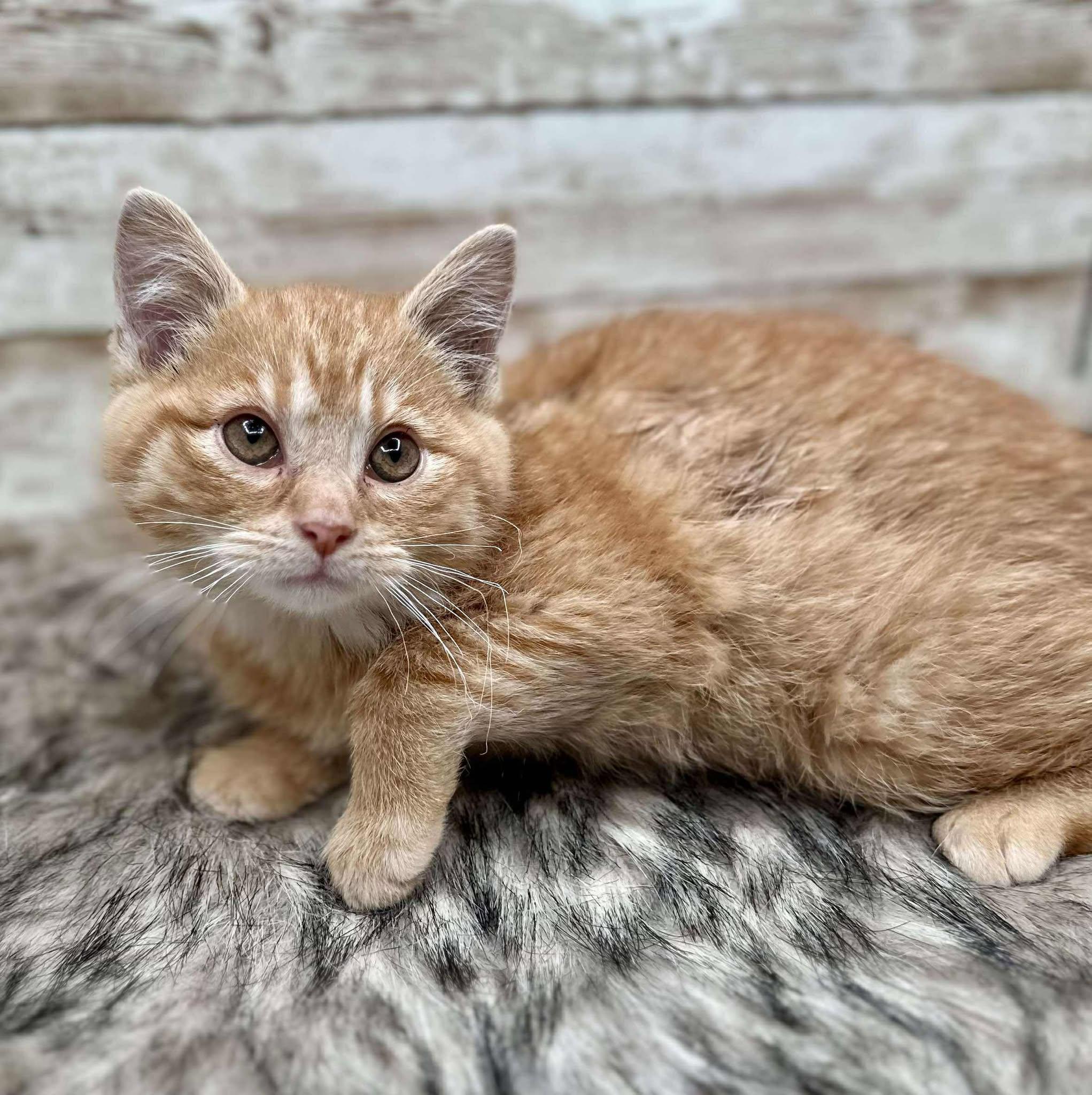 Spot, an adopted Domestic Short Hair in Lexington, KY image 4/4