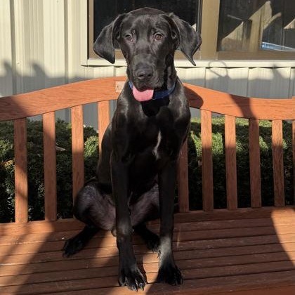 Ruckus, a ADOPTABLE mixed breed in Quincy, IL image 2/2