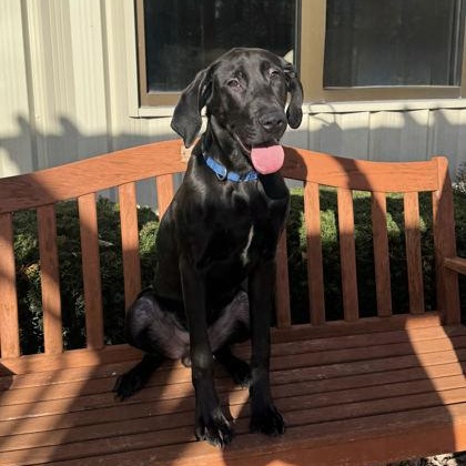 Ruckus, ADOPTABLE, Young Male Great Dane.