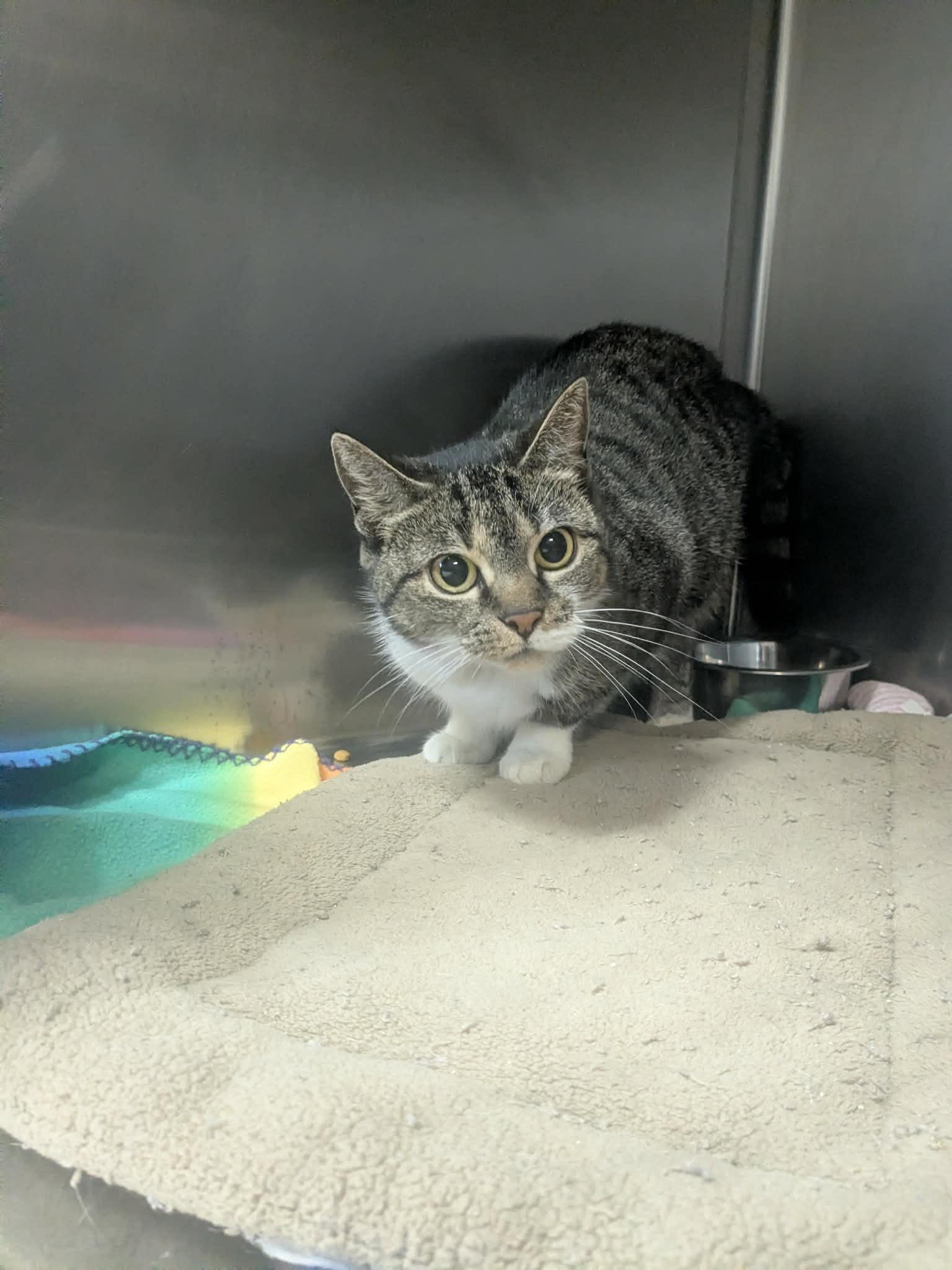Enlarge Cakester, a Adoptable Domestic Short Hair in Lock Haven, PA image 2/2