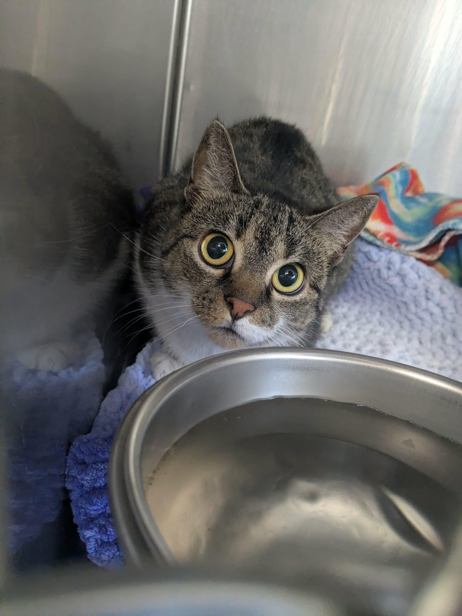 Enlarge Cakester, a Adoptable Domestic Short Hair in Lock Haven, PA image 1/2