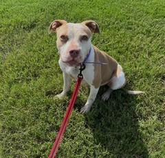Mia 2 years old and 40 Perfect Pocket Size! Love Dogs Cats and all People!