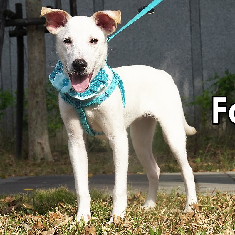 Enlarge Fadel, a Adopted Mountain Dog in Toronto, ON image 3/6