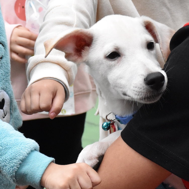 Enlarge Fadel, a Adopted Mountain Dog in Toronto, ON image 2/6