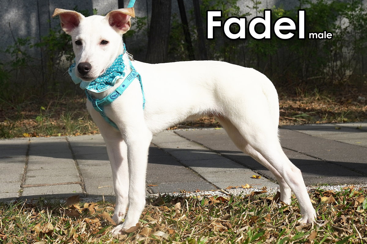 Enlarge Fadel, a Adopted Mountain Dog in Toronto, ON image 4/6