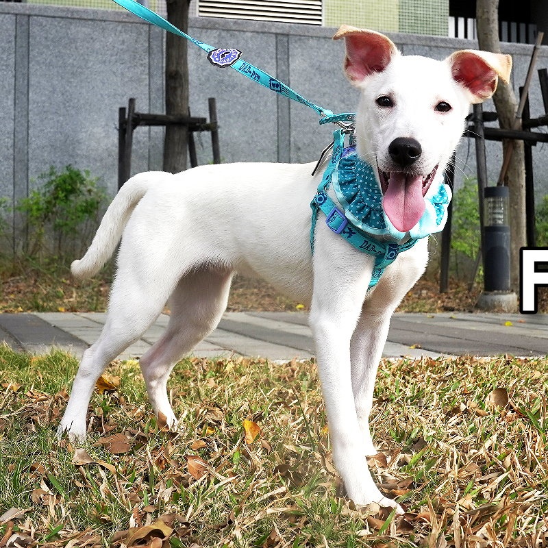 Enlarge Fadel, a Adopted Mountain Dog in Toronto, ON image 1/6