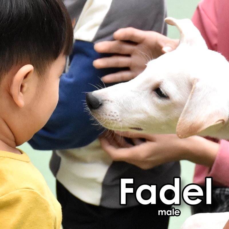Enlarge Fadel, a Adopted Mountain Dog in Toronto, ON image 5/6