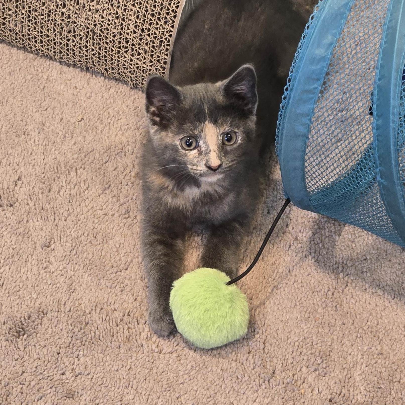 Enlarge Bertha "Spicy Meatball", a Adoptable American Shorthair in Wilmington, DE image 3/6