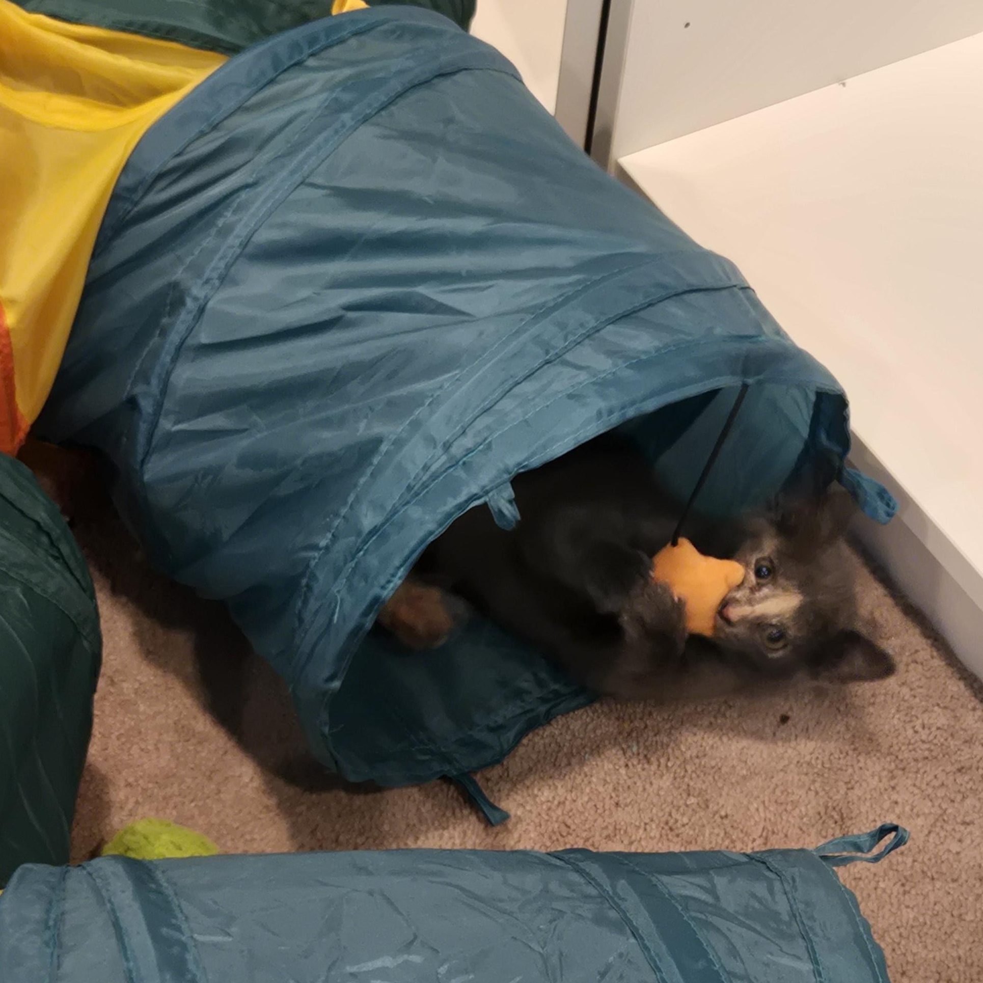 Enlarge Bertha "Spicy Meatball", a Adoptable American Shorthair in Wilmington, DE image 4/6