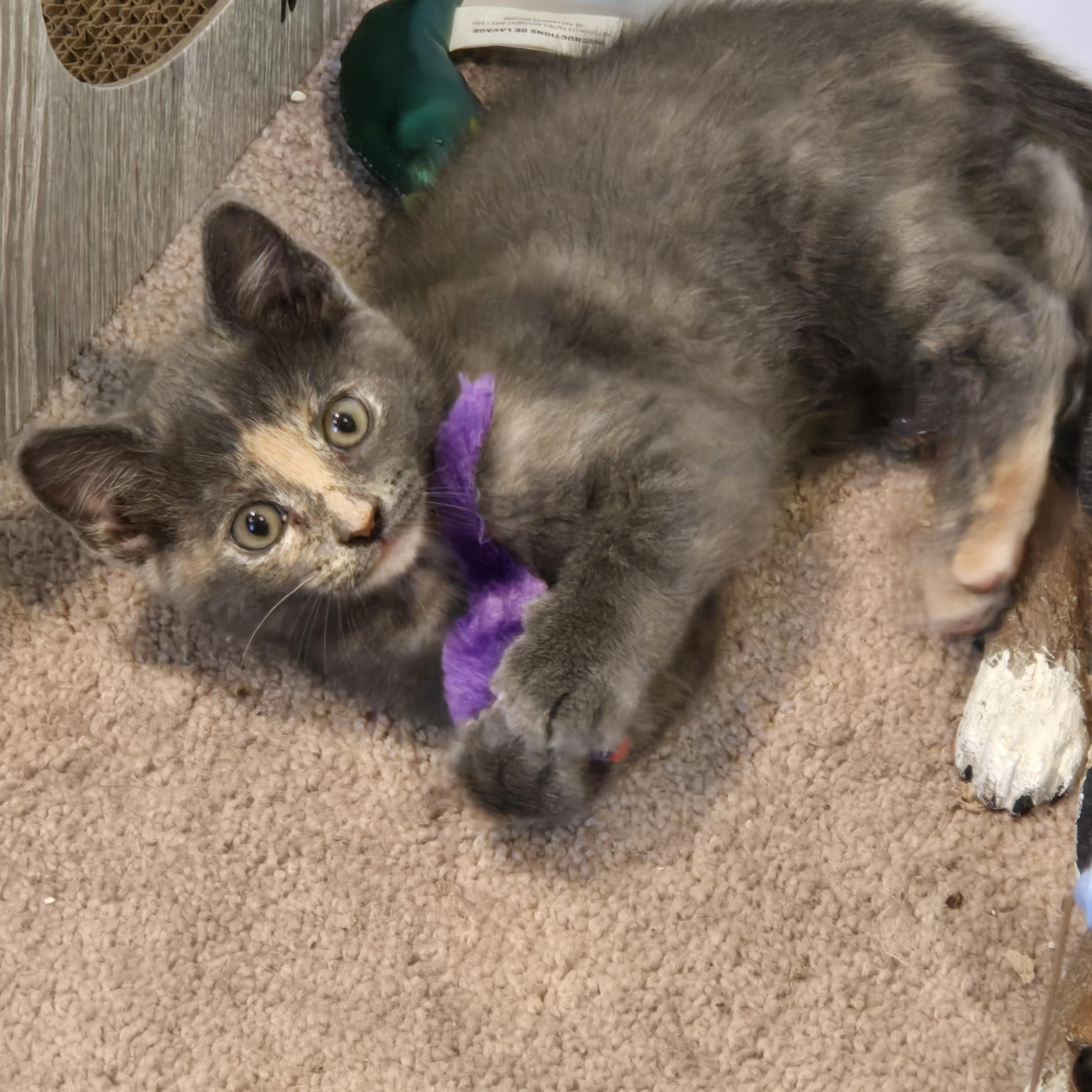 Enlarge Bertha "Spicy Meatball", a Adoptable American Shorthair in Wilmington, DE image 2/6