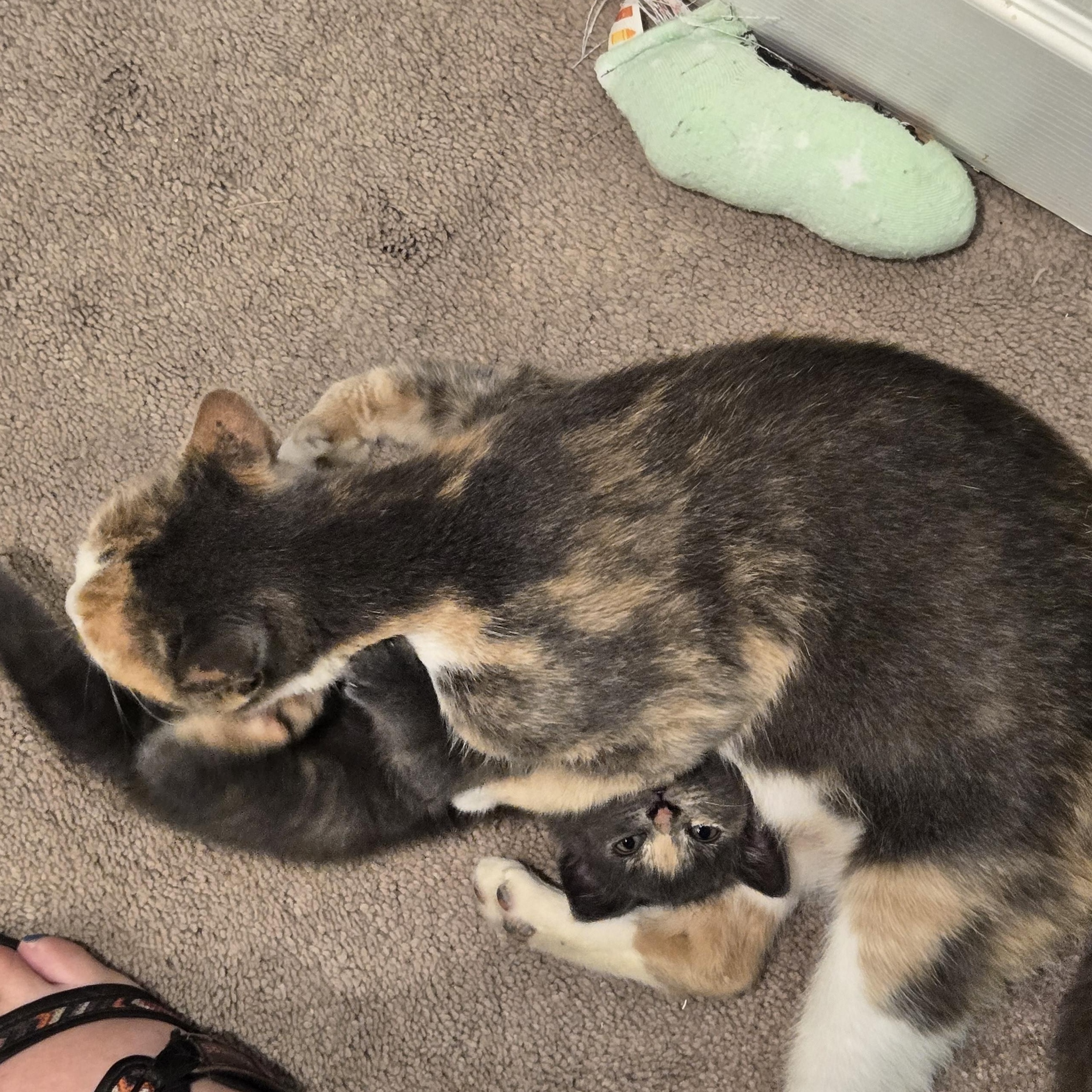 Enlarge Bertha "Spicy Meatball", a Adoptable American Shorthair in Wilmington, DE image 5/6