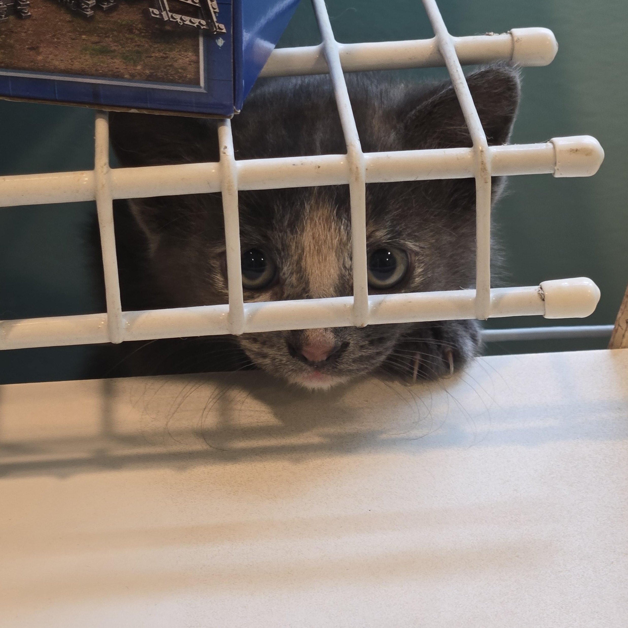 Enlarge Bertha "Spicy Meatball", a Adoptable American Shorthair in Wilmington, DE image 6/6