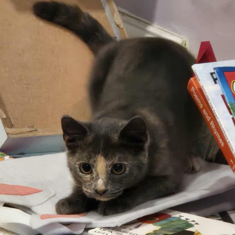 Bertha "Spicy Meatball", Adoptable, Young Female American Shorthair.