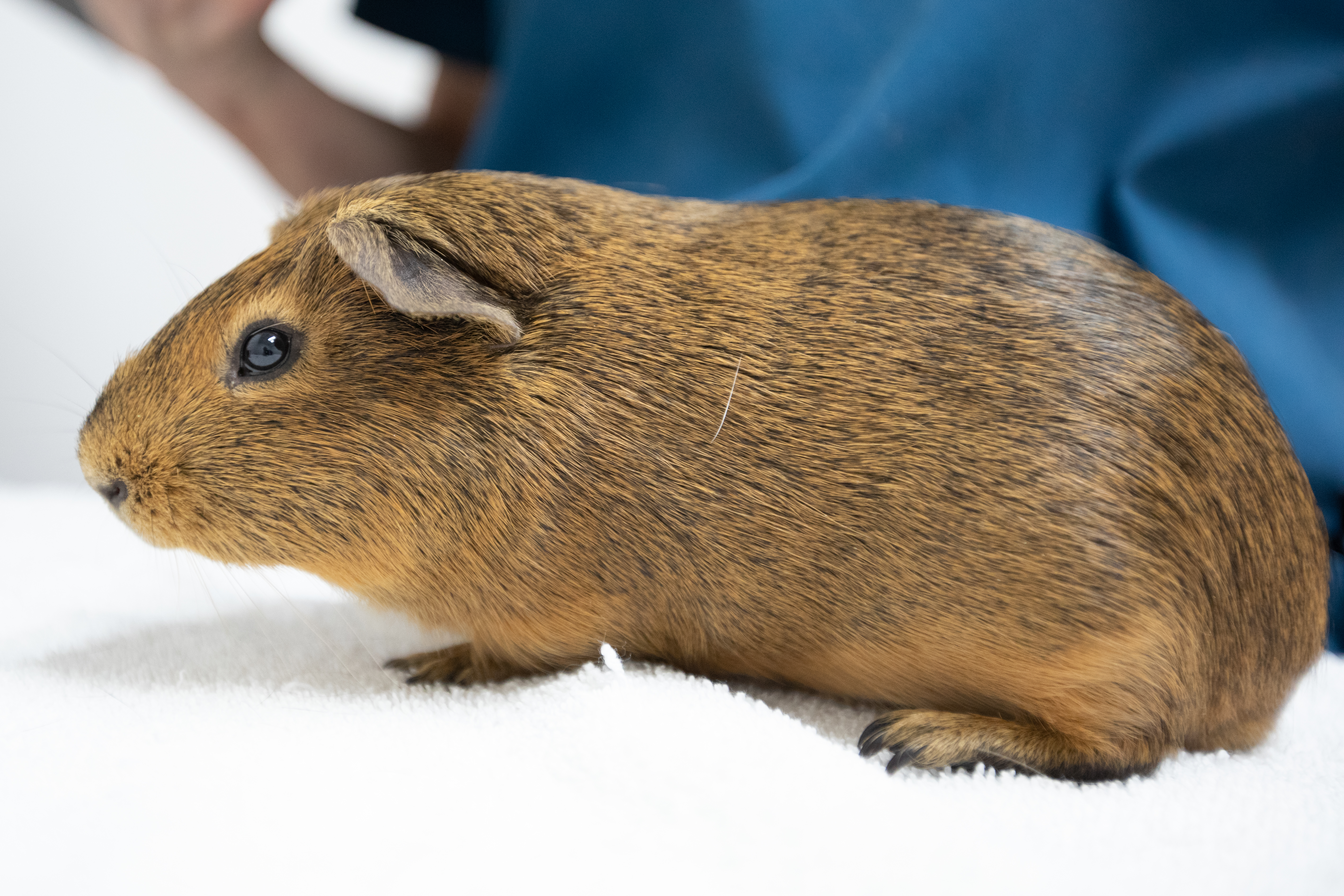 Enlarge Kale, a Adoptable mixed breed in Montclair, NJ image 1/6