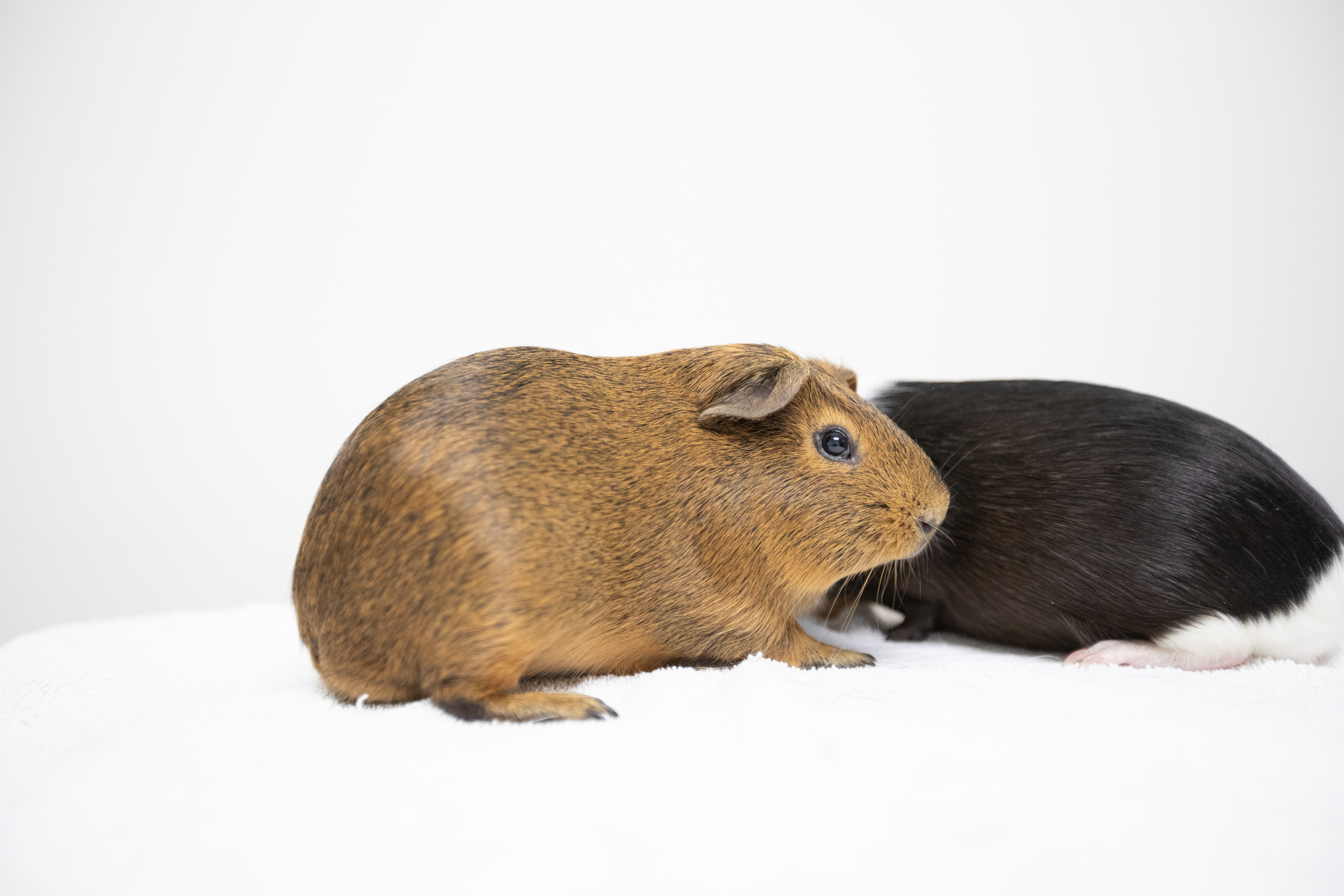 Enlarge Kale, a Adoptable mixed breed in Montclair, NJ image 2/6