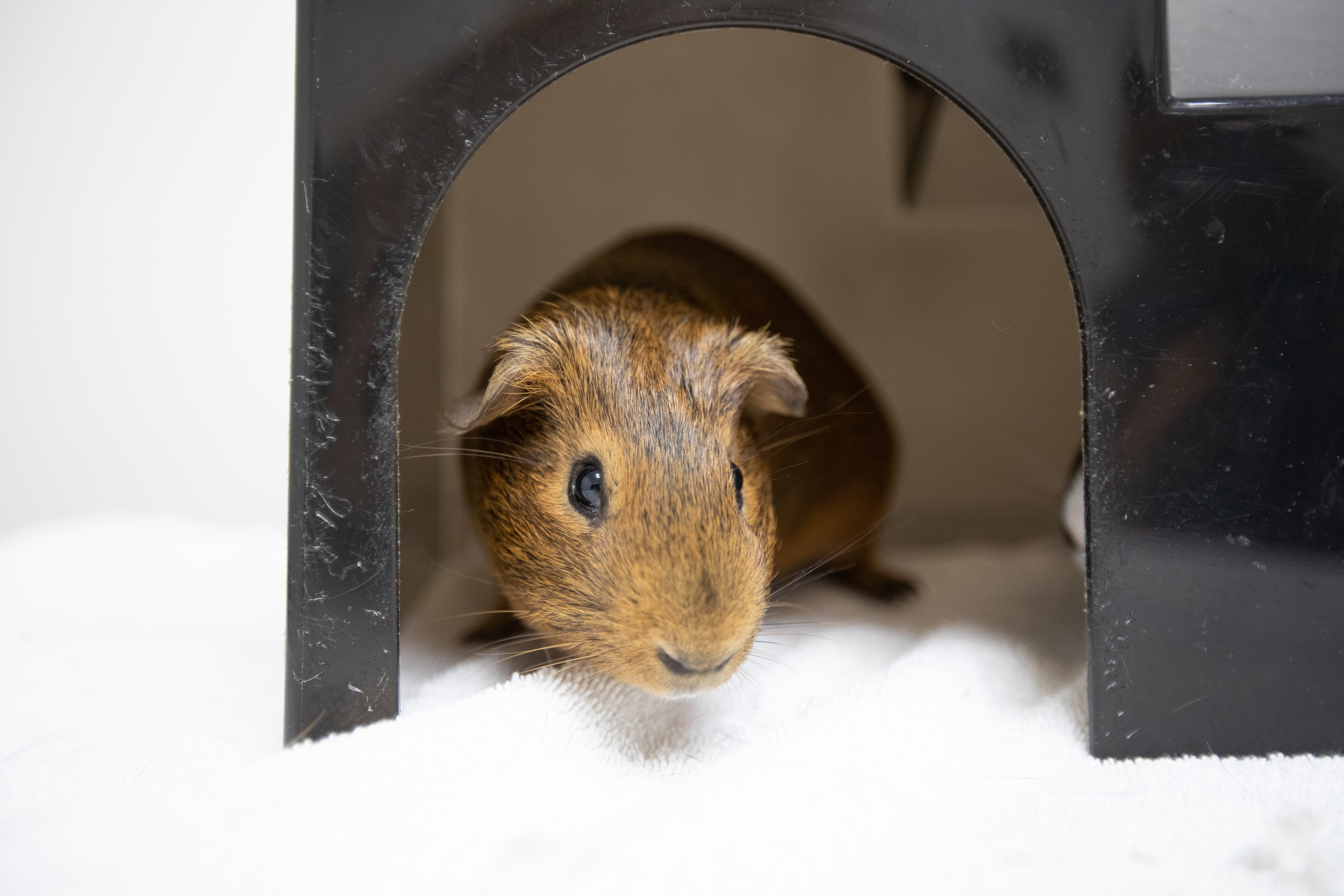 Enlarge Kale, a Adoptable mixed breed in Montclair, NJ image 3/6